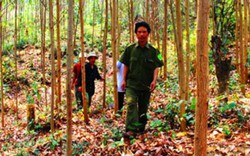 Bình Định: Cần gần 200 cán bộ quản lý rừng nhưng… chỉ có 44 người