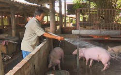 Giá lợn hôm nay 15.7: Vọt lên hơn 1 triệu/tạ, lái buôn tới tận chuồng bắt lợn