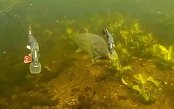 Loài "thủy quái" nước ngọt hung dữ với cú cắn cực độc