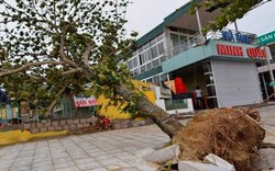 Bão số 2 qua Thanh Hóa: Cây xanh bật gốc, nhà hàng đổ sập