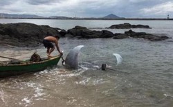 Brazil: Cá đuối nặng 1 tấn to như xe hơi mắc lưới ngư dân