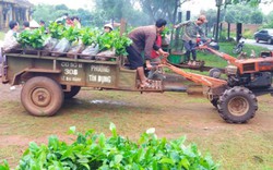 Gia Lai: Cấp giống cà phê miễn phí cho 800 hộ nông dân được