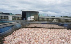 Đà Nẵng: Kinh hoàng chứng kiến cảnh cá chết đỏ lồng trên sông Cổ Cò