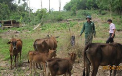 Nơi “đất rộng, người thưa, nắng lửa, dân nghèo” và đàn bò 2.000 con