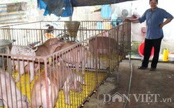 Giá lợn hôm nay 21.7: Đồng Nai 35.000 đ/kg, nghi bị thao túng giá?