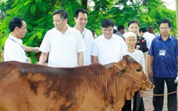 Gia Bình (Bắc Ninh) Tặng 5 bò giống, 31 chiếc quạt cho hội viên ND