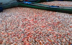 60 tấn cá chết ở hồ Plei Krông: Công ty thủy điện chỉ bị nhắc nhở