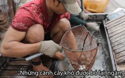 Lặn sông dỡ chà bắt cá ở miền Tây