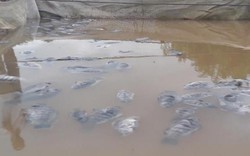 Cá chết trắng lồng do thủy điện Hòa Bình xả lũ: Dân khóc như mưa