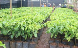 Phát hiện 445.500 cây giống cà phê không đạt tiêu chuẩn xuất vườn