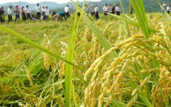 Xuất khẩu gạo Japonica bất ngờ tăng vọt 300%