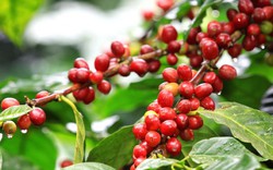 Giá nông sản hôm nay 22.7: Cà phê tăng cao nhất 52 tuần, tiêu ảm đạm