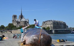 Cá voi khổng lồ "phơi nắng" giữa lòng Paris gây sốc