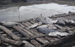 40 tấn cá bị chết do xả lũ: Kiến nghị thủy điện Hòa Bình hỗ trợ
