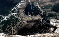Sự tàn bạo của "quái vật" khổng lồ vua đầm lầy Amazon