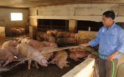 Chủ trại lợn 12 tỷ đồng gửi tâm thư Bộ trưởng NNPTNT, Thống đốc