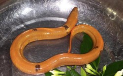 Bắt được lươn vàng có đốm đen kỳ lạ ở Nghệ An