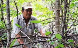 “Vợ chồng Robinson” hơn 20 năm chinh phục đất rừng Năm Căn