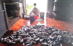 400 tấn cá bị chết do thủy điện Hòa Bình xả lũ: Dân được hỗ trợ