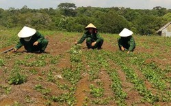 Kon Tum sẽ thành vùng trồng dược liệu trọng điểm quốc gia