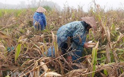 Bão số 4 vào, nông dân đội mưa ra đồng thu hoạch ngô chạy bão