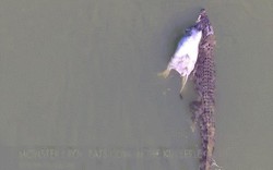 Úc: Cận cảnh cá sấu khổng lồ ngậm bò bơi trên sông
