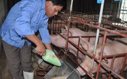 Ngân hàng NNPTNT Bắc Giang sẽ xem xét cho chủ trại lợn 12 tỷ vay vốn