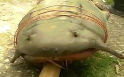 Giết cá da trơn khổng lồ quý để ăn, 5 người Ấn Độ bị bắt