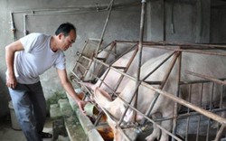 Giá lợn hôm nay 28.7: Đừng hi vọng Trung Quốc, được giá 40.000 đ/kg bán ngay