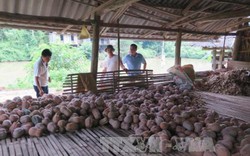 Thái Nguyên: Bí đỏ giá 1.000 - 2.200 đ/kg, dân băm dần cho lợn ăn