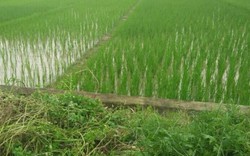 Hậu dồn điền, đổi thửa tại Hà Nội: Hàng nghìn m2 đất “bốc hơi”