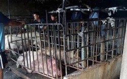 Xót xa đàn lợn hơn 100 con lợn bị "bà hỏa" thiêu chết ở Hưng Yên