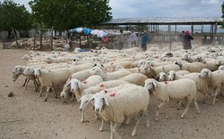 Làm gì để Nam Trung Bộ trở thành thủ phủ thịt cừu, đà điểu