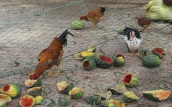 Quảng Trị: Hàng trăm hộ xót xa phải vứt dưa hấu chín mọng cho gà ăn
