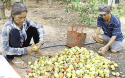 Cây tỉ đô "ngắc ngoải" vì diện tích giảm nhanh