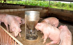 Giá lợn hôm nay 1.8: Bác tin lợn "đi biên", dao động từ 30.000-35.000 đ/kg