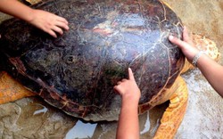 Thả rùa biển quý hiếm nặng 70 kg mắc lưới ngư dân về tự nhiên