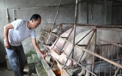 Giá lợn hôm nay 2.8: An Giang 65.000 đ/kg thịt thăn, Đắk Lắk 53.000 đ/kg thịt mông, Hà Nội 26.000 đ/kg hơi