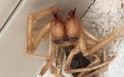 Tá hỏa phát hiện nhện khổng lồ lai bọ cạp