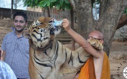 Sốc với lí do hổ dữ "hiền như cún" ở chùa Thái Lan