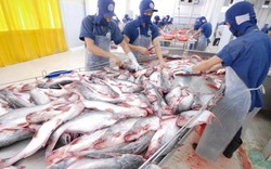 Mất cơ hội xuất khẩu 100 tấn mỡ cá chỉ vì... thủ tục