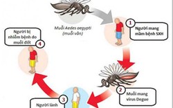 Dịch sốt xuất huyết bùng phát ở Hòa Bình