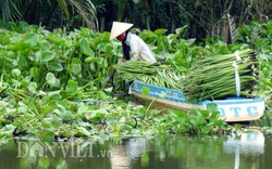 Rủ nhau "nuôi" lục bình, chuyện lạ đời nhưng không mới ở miền Tây