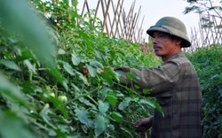 Hà Nội sẽ chuyển đổi 5.967ha đất trồng lúa sang trồng cây khác