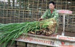 Chỉ trồng, bán cỏ voi thôi, mỗi ngày tôi có vài trăm ngàn đồng