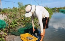 Mất ăn mất ngủ vì ốc hương đột nhiên chết như vãi trấu