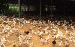 Không chịu tiêu hủy vịt bị cúm H5N1: Có thể khởi tố chủ trại vịt