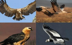 10 loài chim bay cao nhất, "đua" cả với máy bay