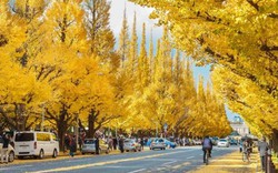 Những địa điểm ngắm mùa thu đẹp nhất ở Hàn Quốc, Nhật Bản