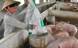 Giá lợn hôm nay 12.8: Lợn 2 miền đồng loạt giảm còn 30.000 đ/kg